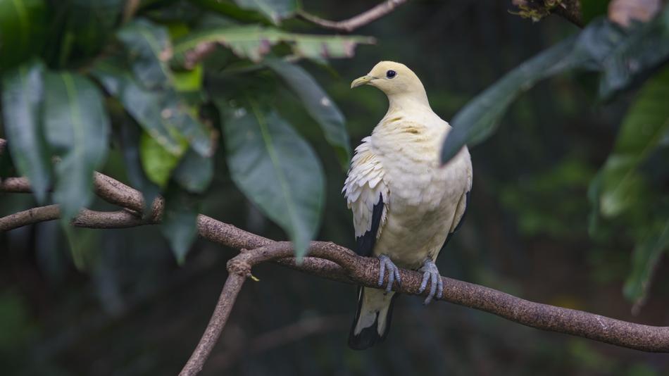 yellow pigeon on a branch