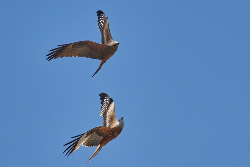 Soaring birds in the sky