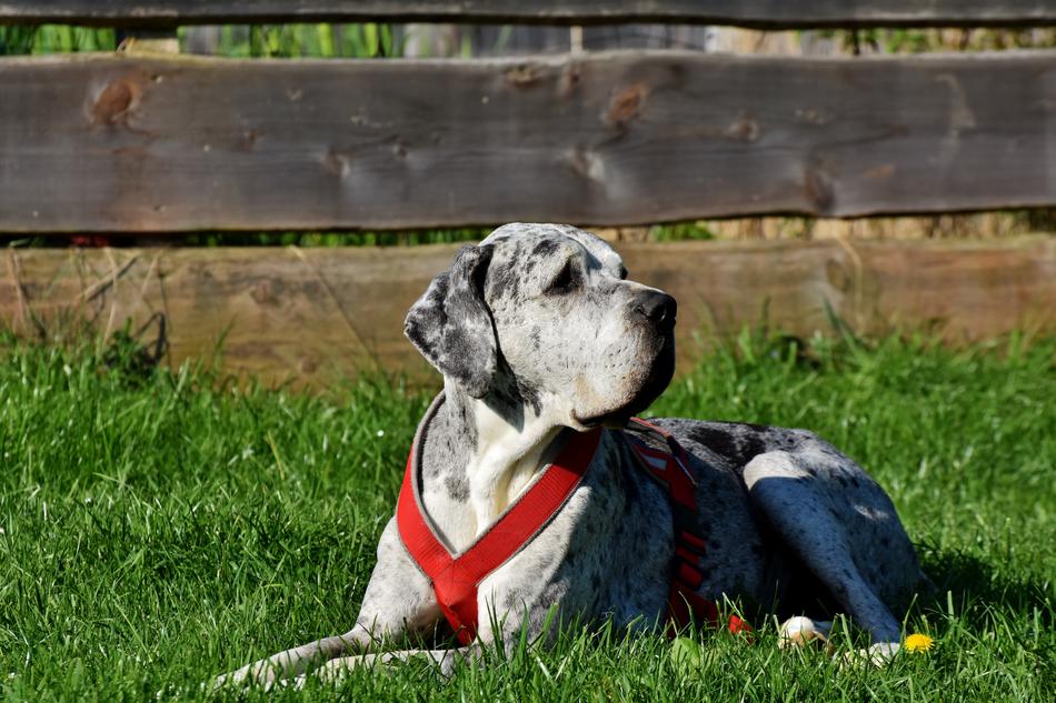 big dog with a red collar
