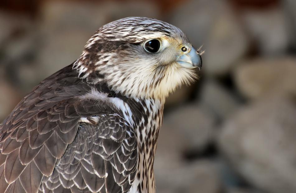 Falcon Wing Bird Of Prey