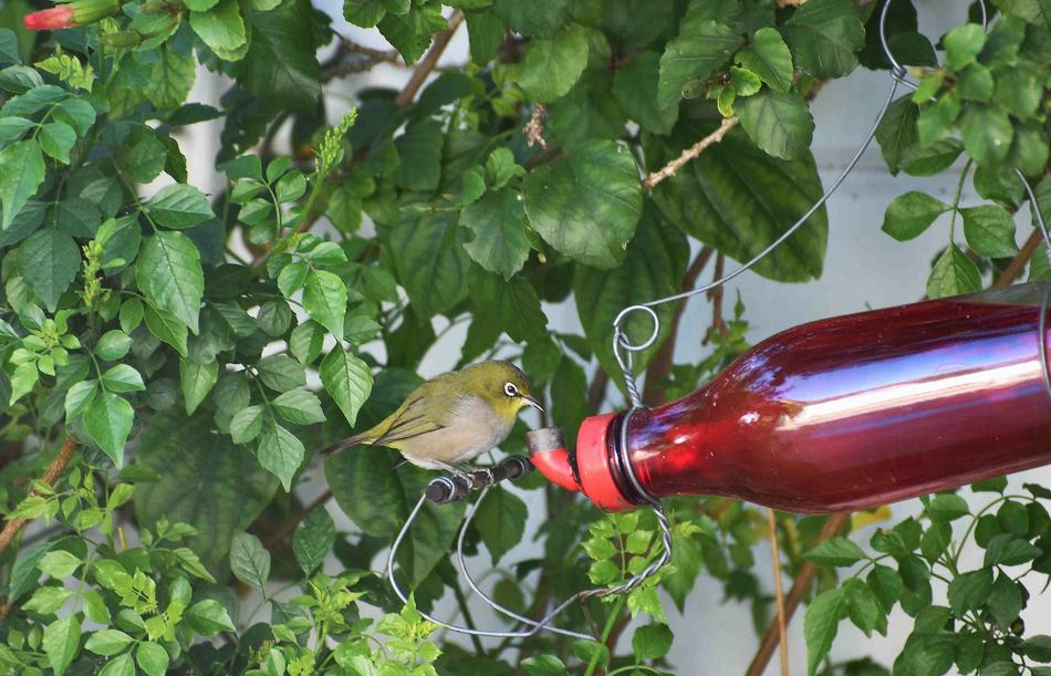 Garden Bird White-Eye