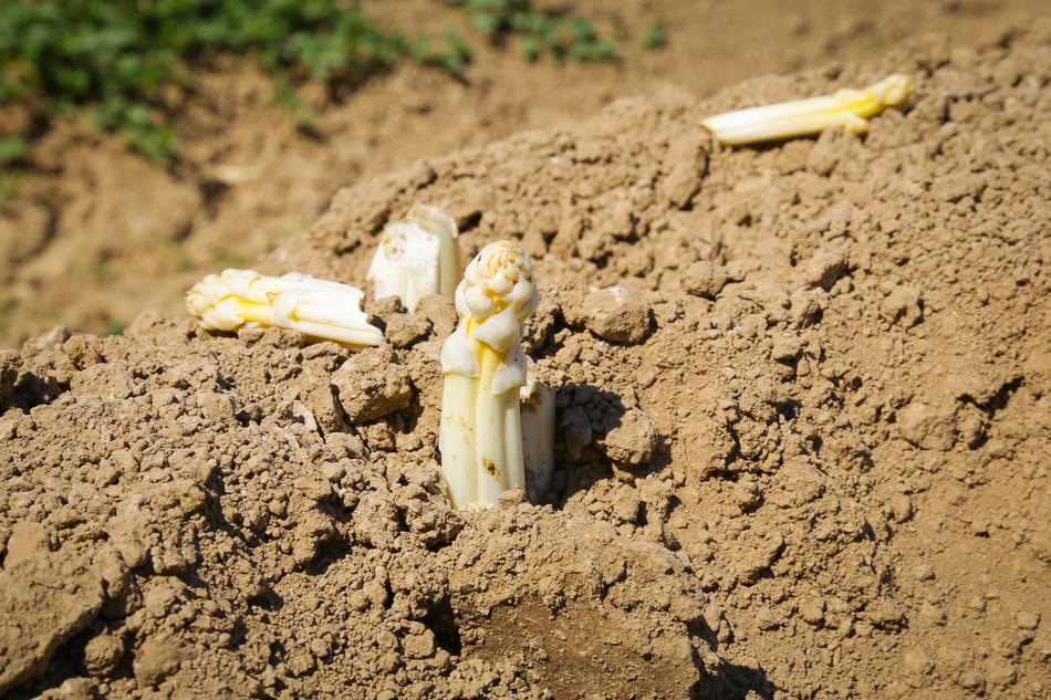 Asparagus sprouts in the ground