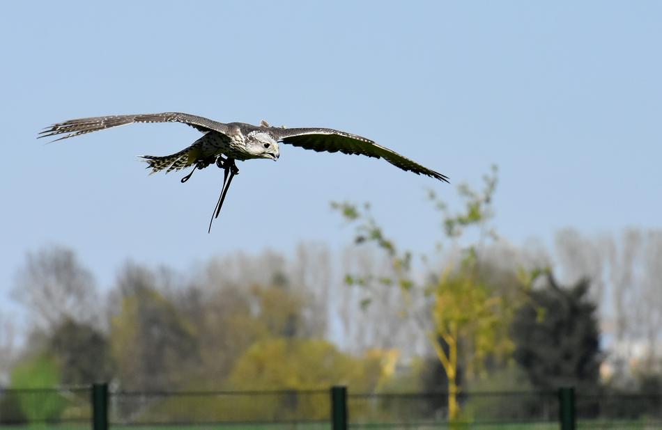 Falcon Bird Of Prey Wild