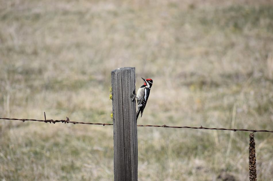 Bird Woodpecker Sapsucker Red