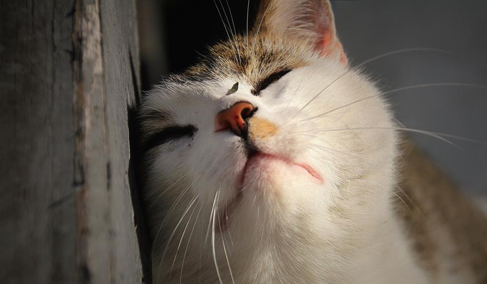 Domestic Cute cat resting