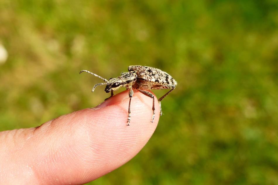 Animals Invertebrates Insect At
