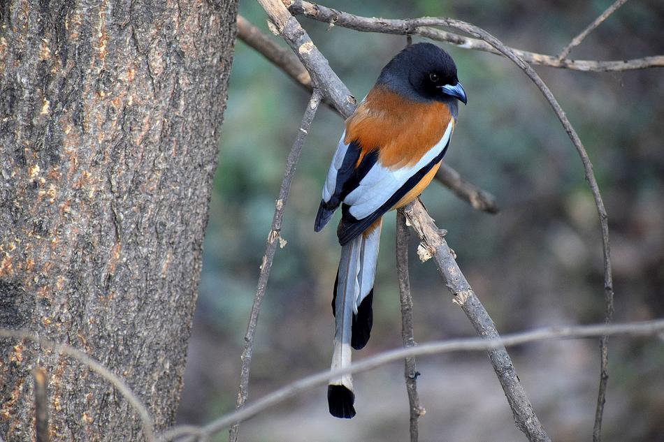 Wildlife Bird Nature