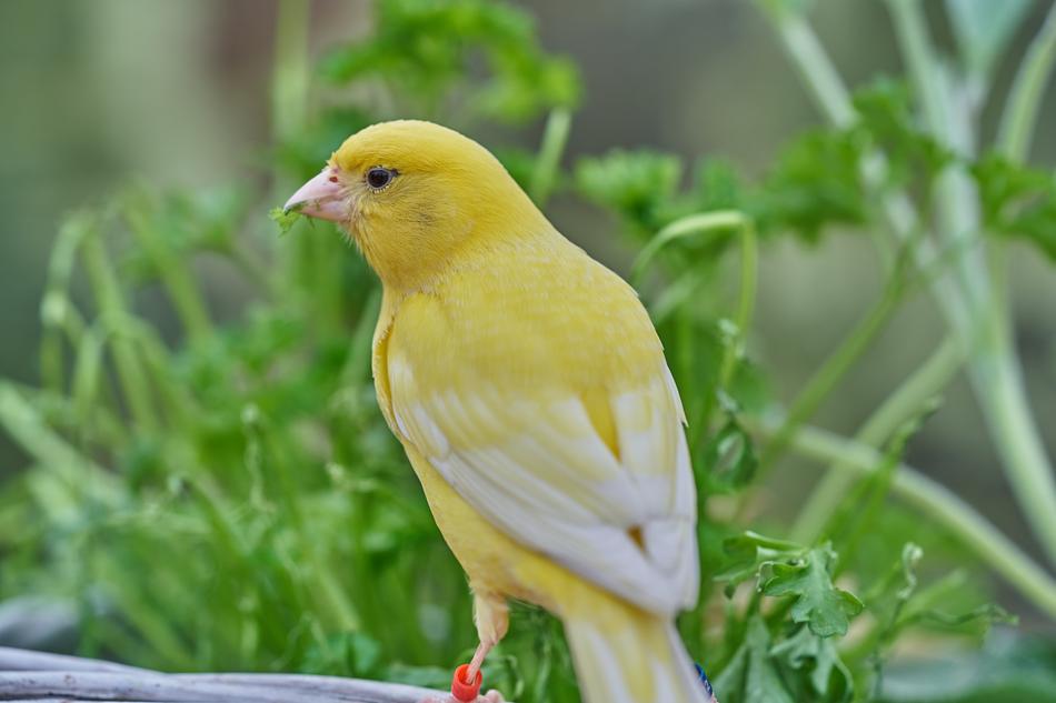 yellow canary bird in the branches