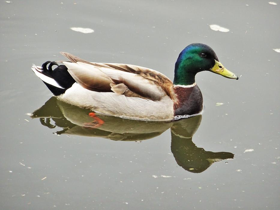 Bird Mallard duck in lake