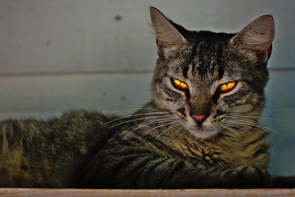 Cat Pet with bright eyes