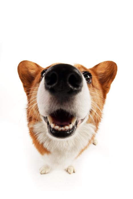 dog face white background