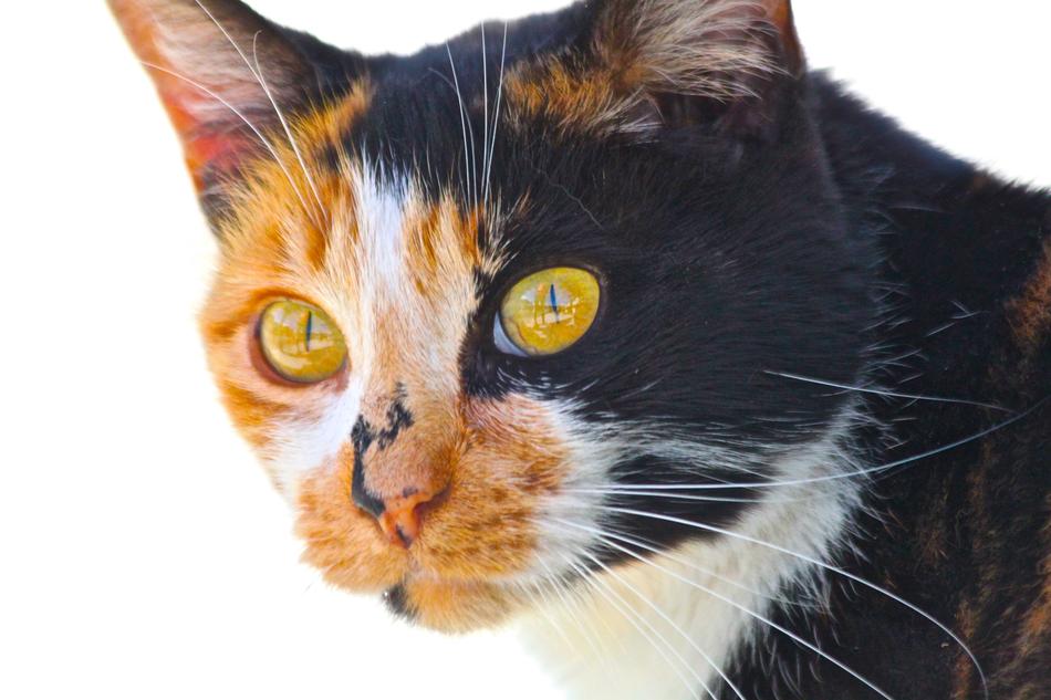 cat eyes color