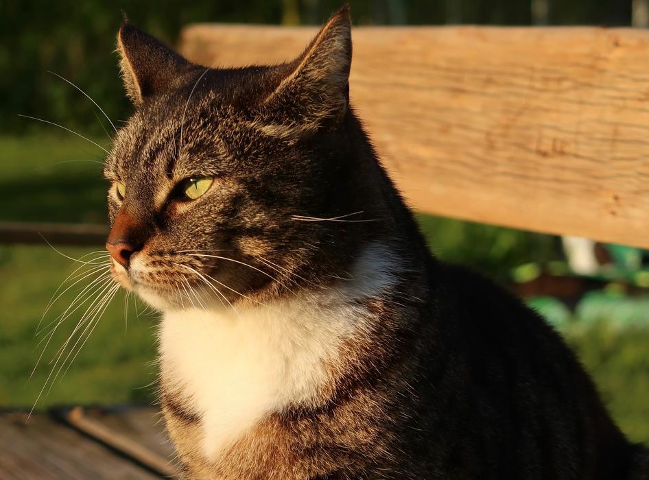 cat sitting in the sun