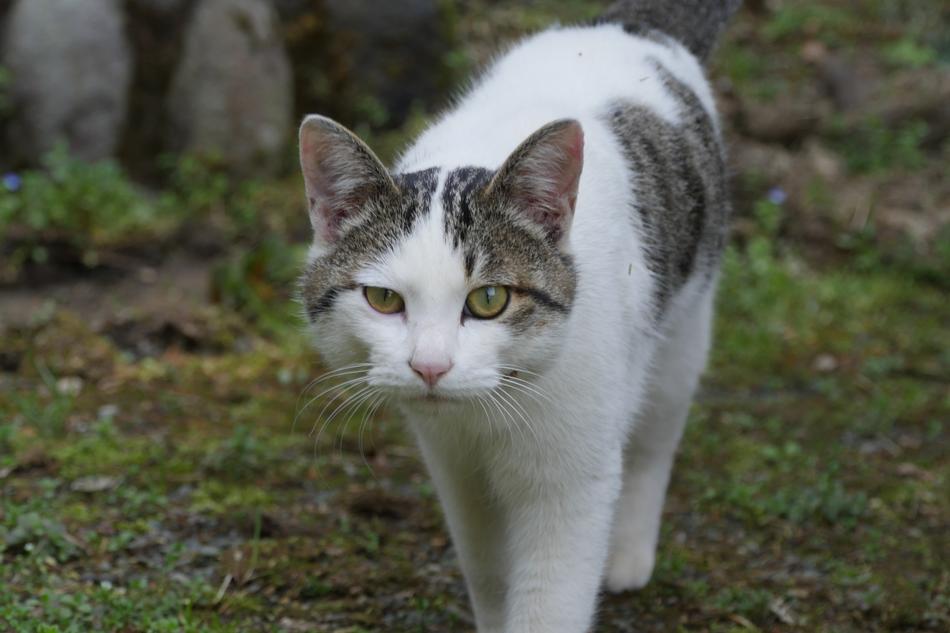 Stray Kitten portrait