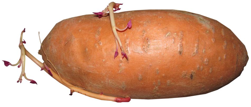 delicious potatoes with sprouted roots
