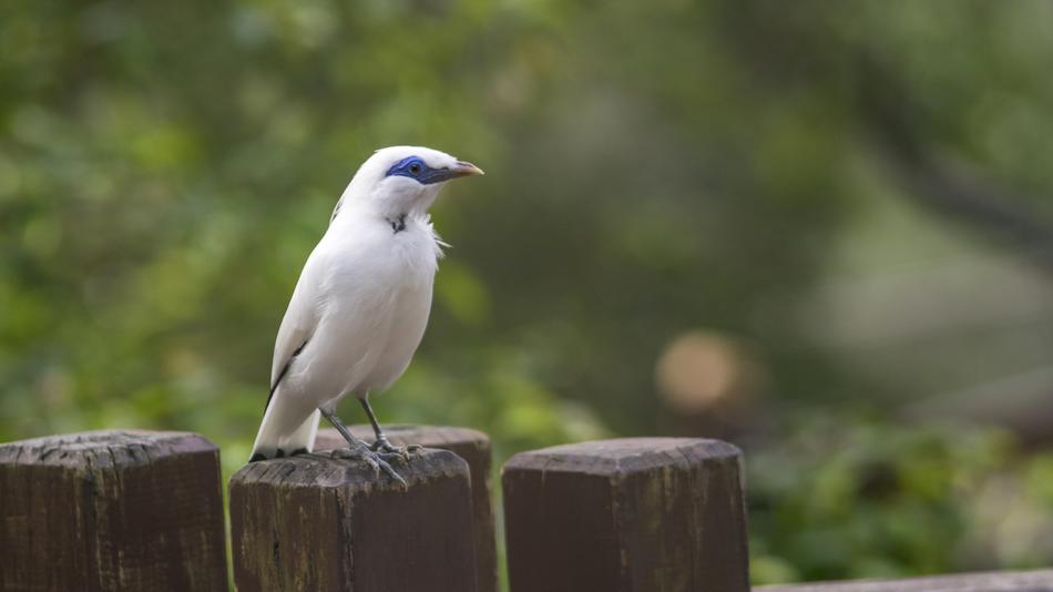 a wild little white bird on the fence.