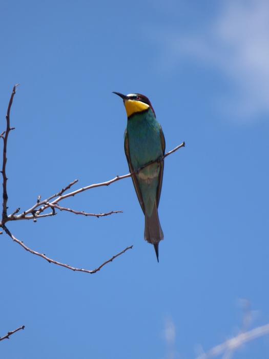 Bee-Eater Abellerol Merops