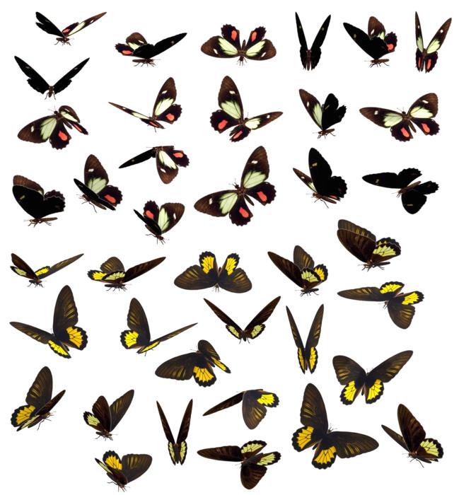 butterfly butterflies swarm insect