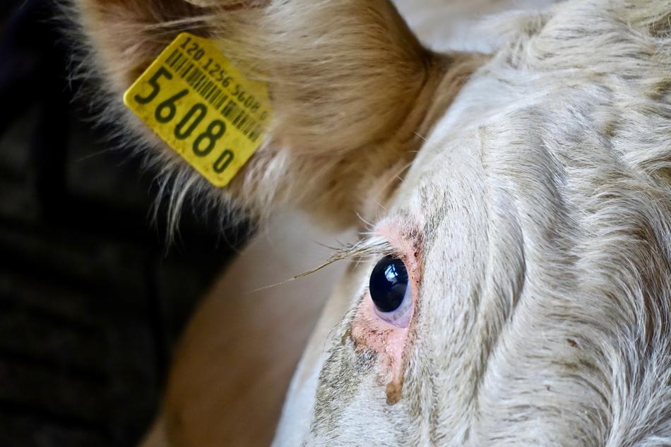Cow Head Eye