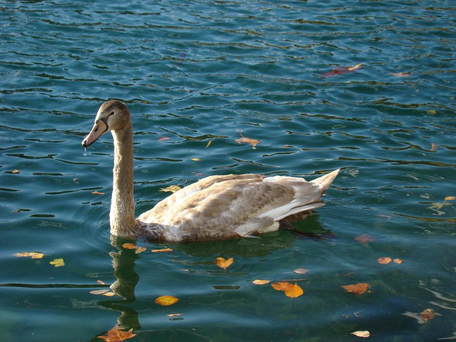 a white bird in a blue lake with foliage