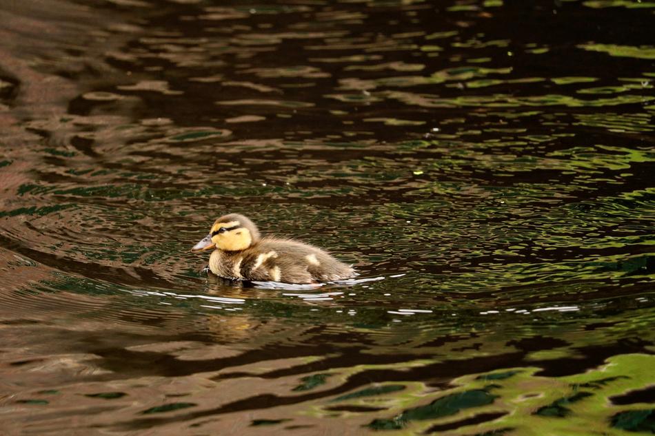 Ducky Young Feather