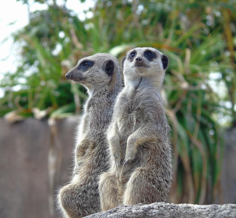 Meerkat Wildlife Mammal