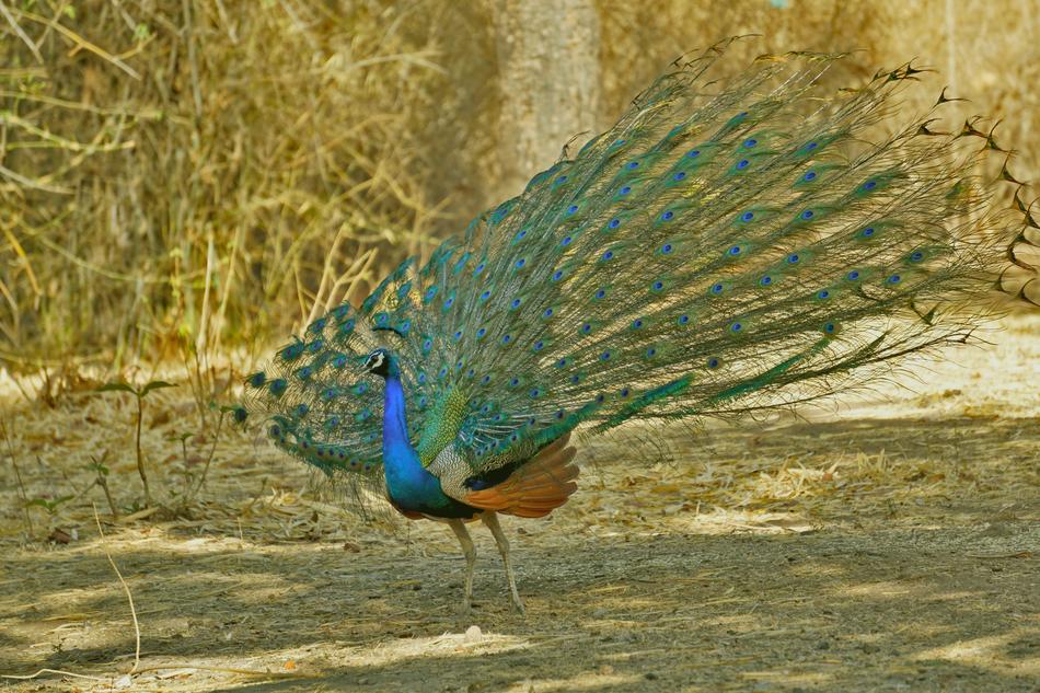a beautiful peacock with a fluffy tail.