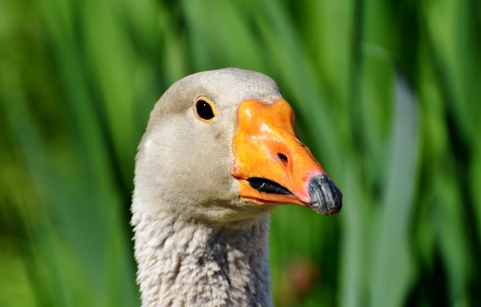 Goose Poultry Bird