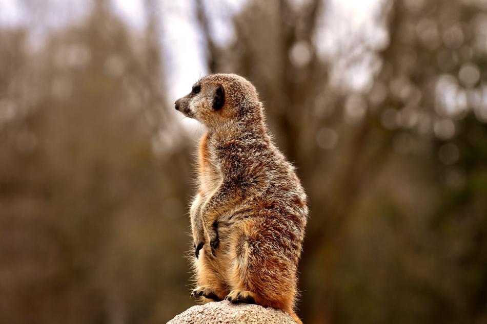 the groundhog is small in the trees