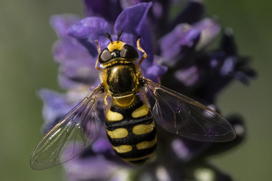 Insect Nature Flower