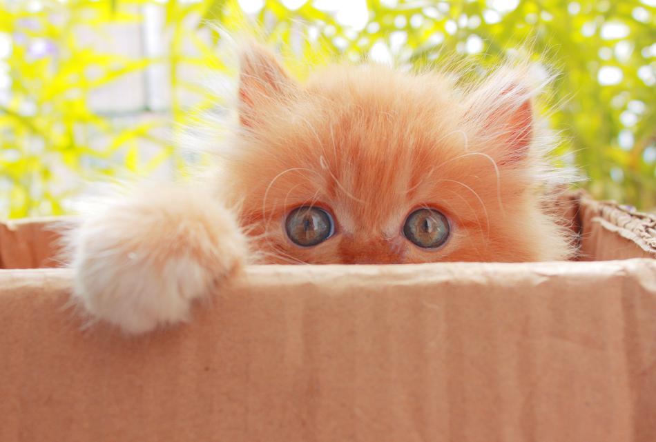 Cute Pet Cat