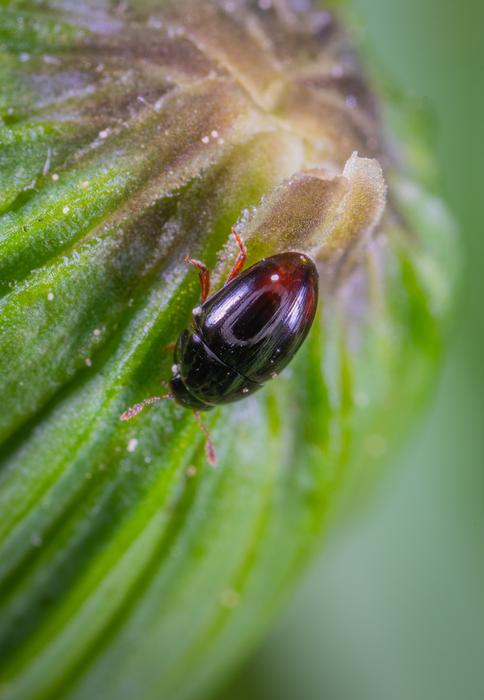 brown bug on a leaf