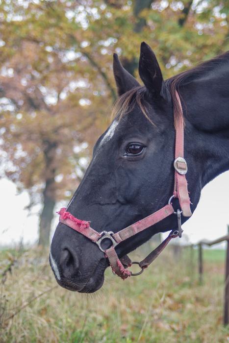 The Horse Black Penalties