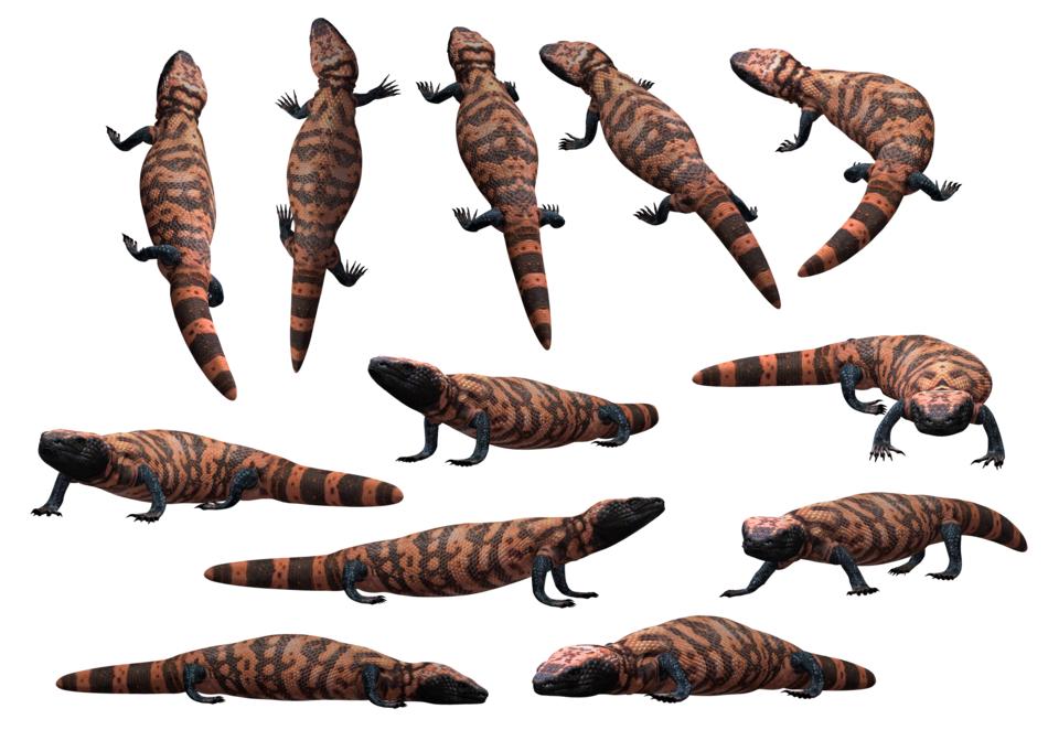 lizard reptile gila beaded monster