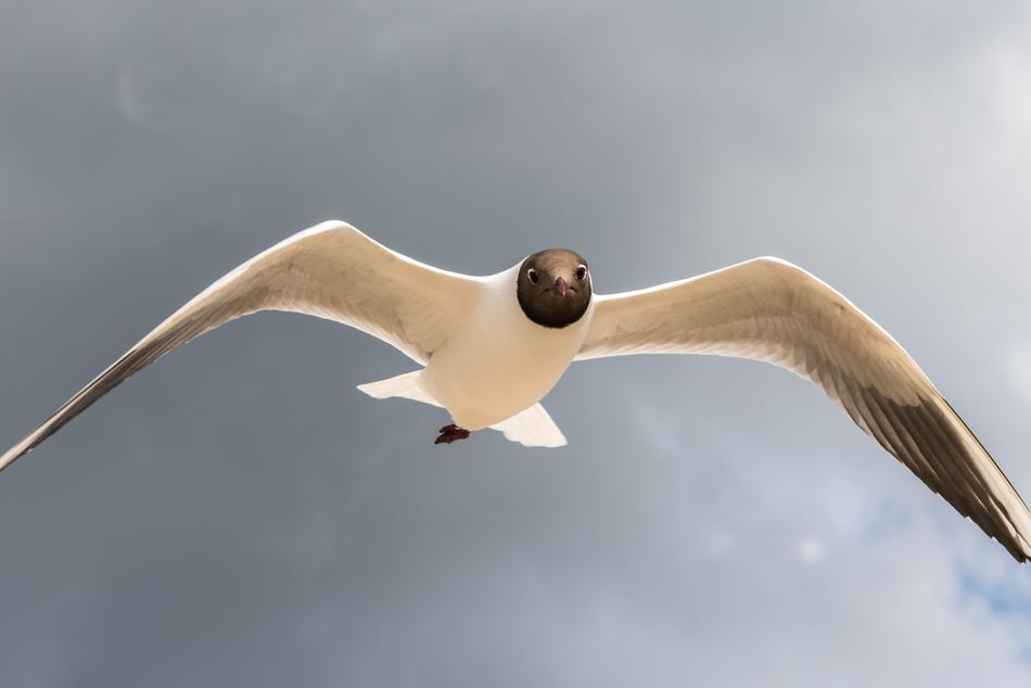 Bird Flight Sky
