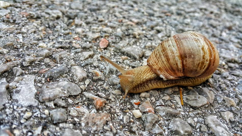 Snail Animal Nature