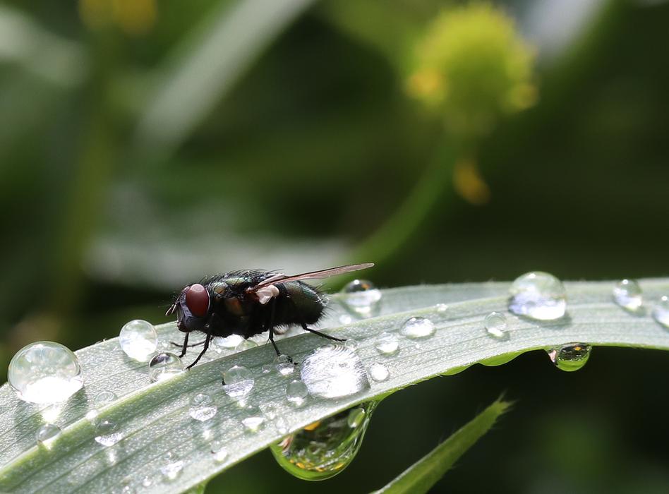 Insect Fly Close Up