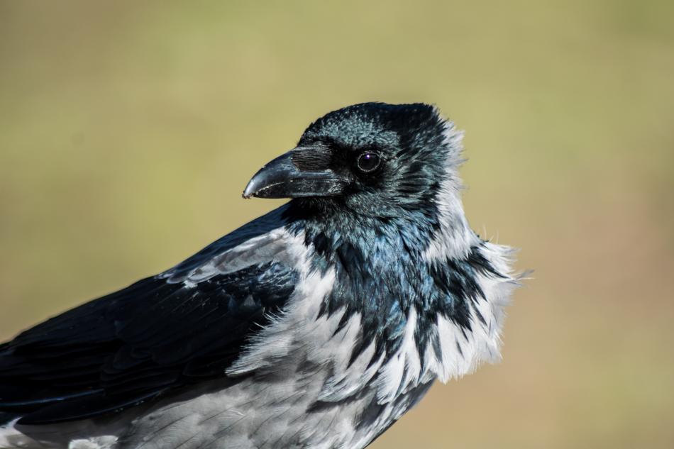 Bird Animal World Nature