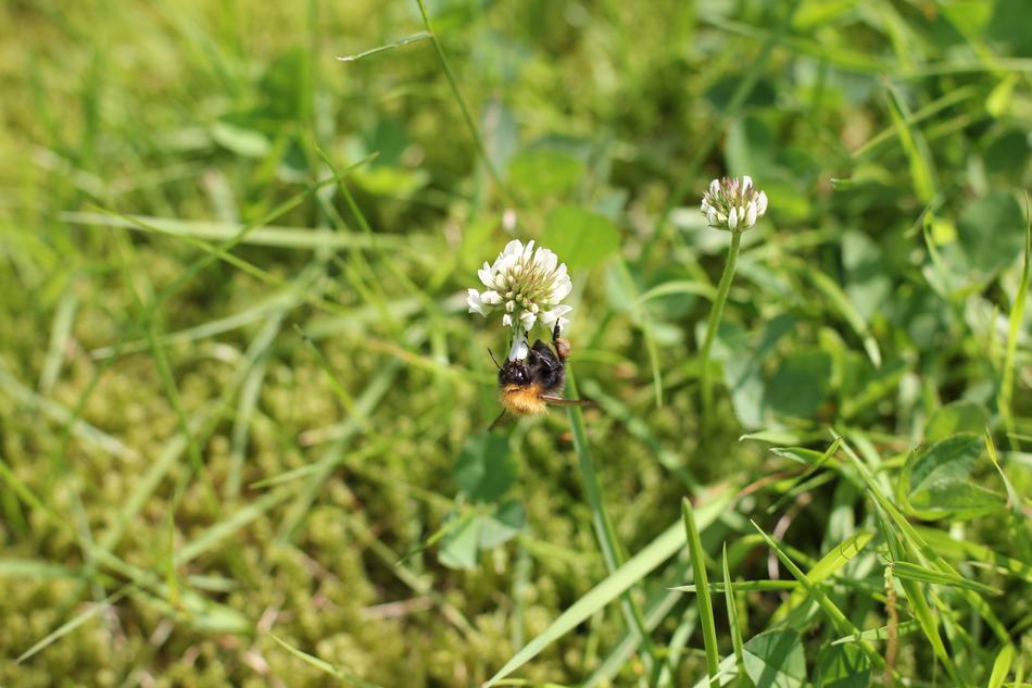 Bumblebee Bee in Summer