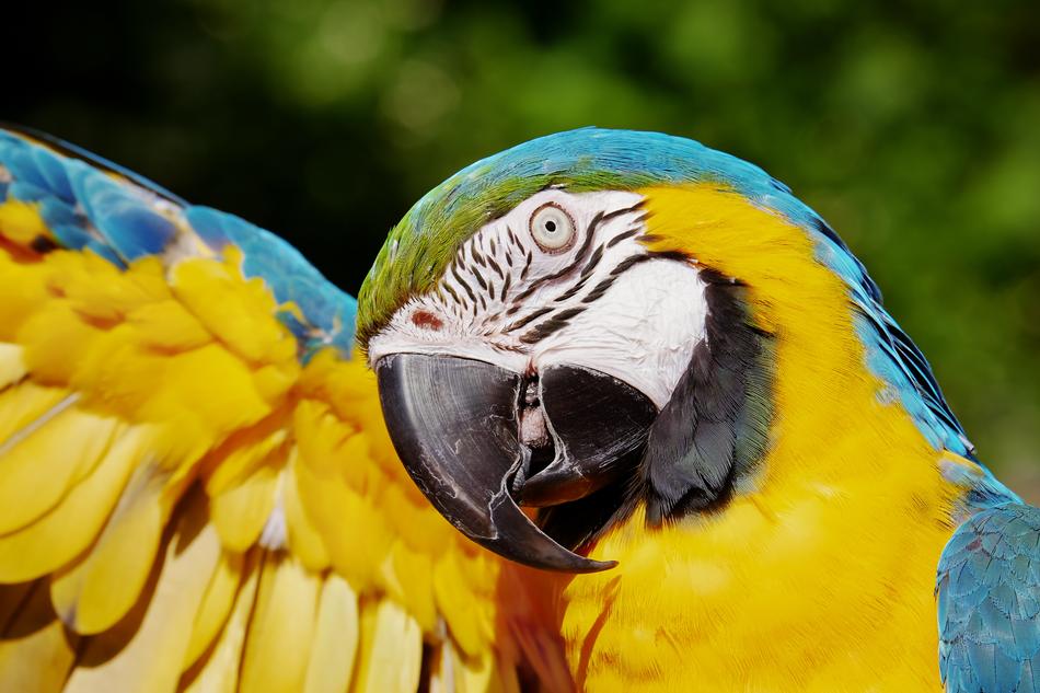 Ara Parrot Yellow Macaw
