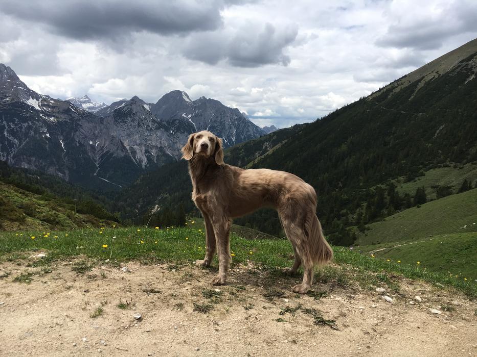 Mountains Hiking Dog