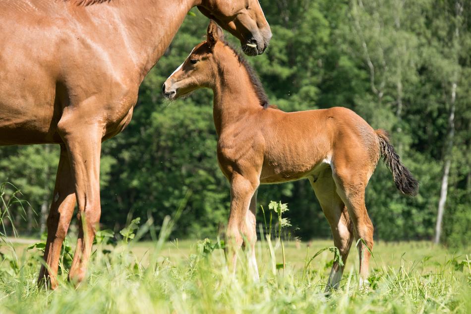 Foal Mare Horse