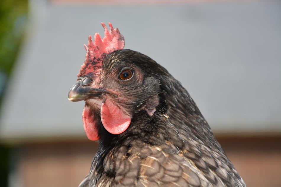 Hen Ashy Laying Animal