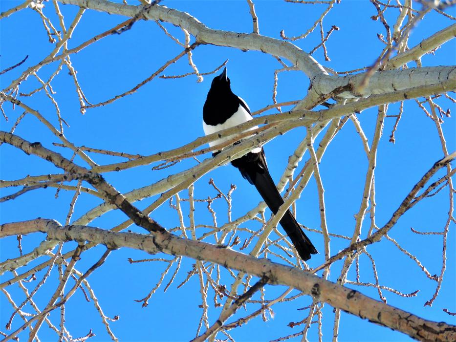 Magpie Bird Tree