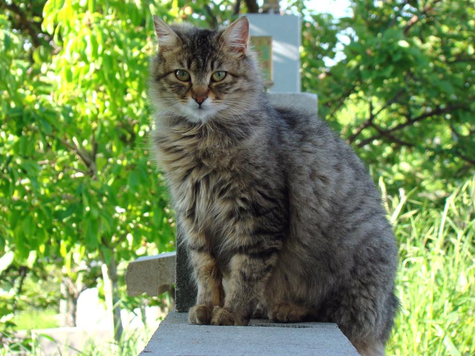 Cat Animal Nature