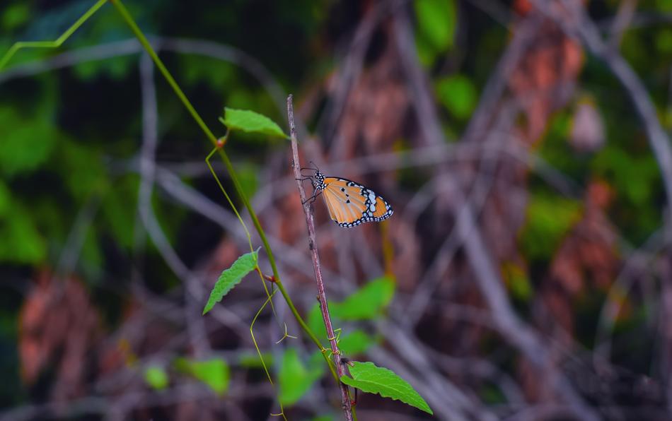 little butterfly on a branch