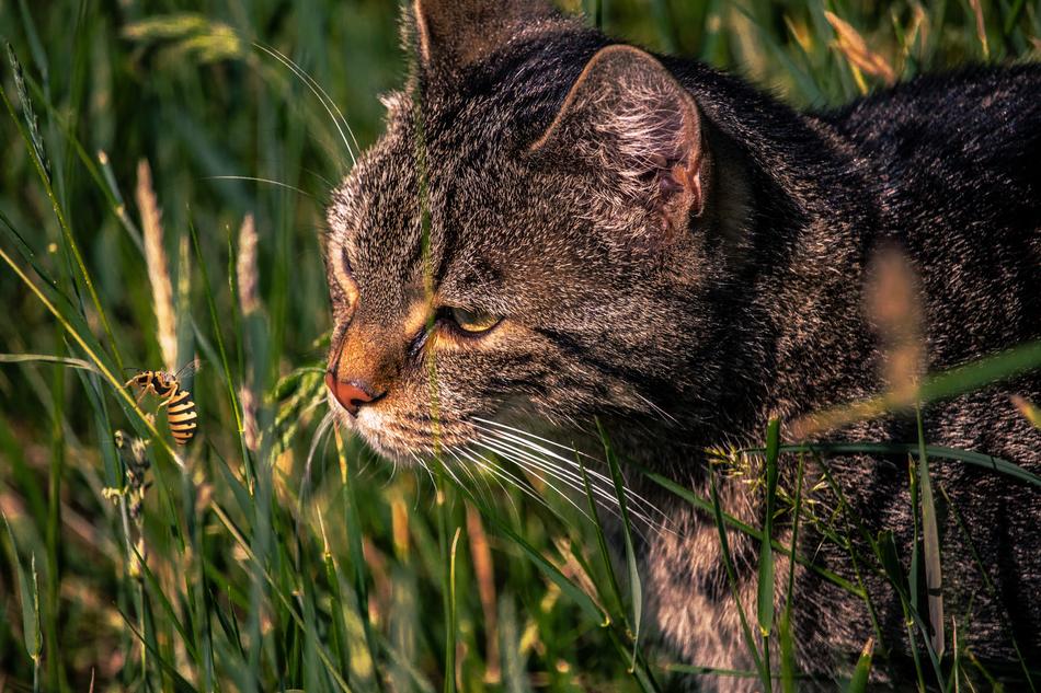 Cat Meadow Wasp Domestic