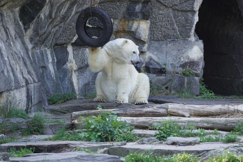 Polar Bear Animal World Predator