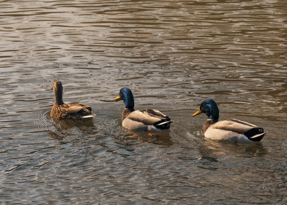 Duck Animal Nature