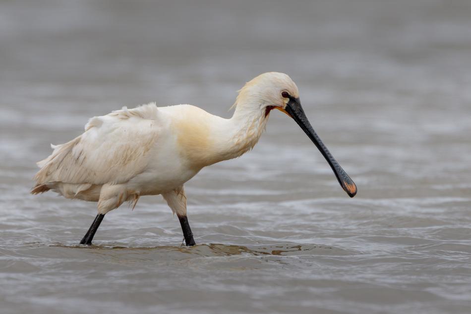Bird Waters Animal World